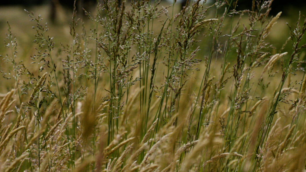 Still from the Grasslands documentary by Lightworks Studios