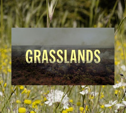 Grasslands documentary title image